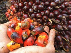 PT Rimba Mujur Mahkota Konsisten Beli TBS Sesuai Ketentuan Disbun