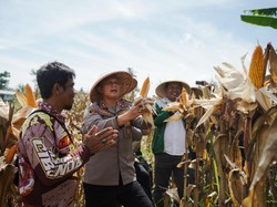 Dari Lahan Tidur, Ratusan Ton Jagung Dipanen di Bandung Barat