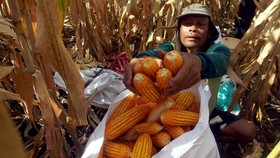 Petani memanen jagung di lahan pertanian sekitar jalur lintas selatan (JLS) Desa Ngrejo, Tulungagung, Jawa Timur, Selasa (9/6/2026). Harga jagung di tingkat petani pada panen raya kali ini mengalami kenaikan dari sebelumnya Rp3.500 menjadi Rp4.700 pe