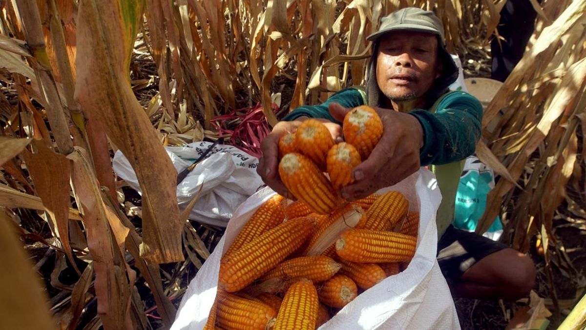 FAO Sebut Bioetanol Kian Sedot Pasokan Jagung Dunia Imbas Minyak Mahal