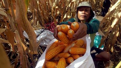 Petani memanen jagung di lahan pertanian sekitar jalur lintas selatan (JLS) Desa Ngrejo, Tulungagung, Jawa Timur, Selasa (9/6/2026). Harga jagung di tingkat petani pada panen raya kali ini mengalami k
