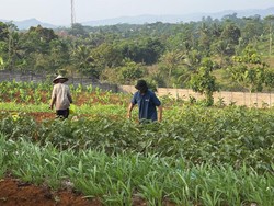 Melihat Hasil Kebun Napi Lapas Warungkiara Dipasarkan hingga Tangerang
