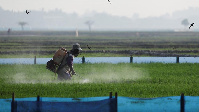 Kemunculan El Nino, yang biasanya menyebabkan kondisi lebih kering, meningkatkan kekhawatiran para petani di Tanah Air.