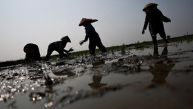 Kemunculan El Nino, yang biasanya menyebabkan kondisi lebih kering, meningkatkan kekhawatiran para petani di Tanah Air.