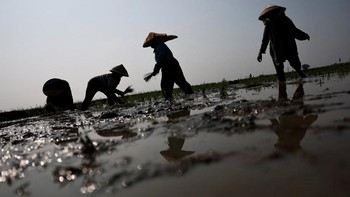 Kemunculan El Nino, yang biasanya menyebabkan kondisi lebih kering, meningkatkan kekhawatiran para petani di Tanah Air.