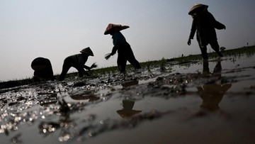 FOTO: Ancaman El Nino Mulai Menghantui Petani Nusa