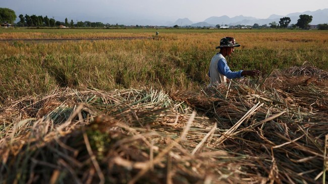 Kemunculan El Nino, yang biasanya menyebabkan kondisi lebih kering, meningkatkan kekhawatiran para petani di Tanah Air.