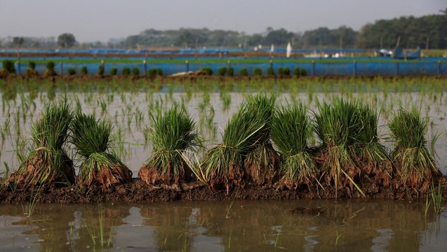 Kemunculan El Nino, yang biasanya menyebabkan kondisi lebih kering, meningkatkan kekhawatiran para petani di Tanah Air.