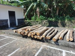 Tebang Jati di Hutan Klatakan , Pria Jembrana Ditangkap Polisi