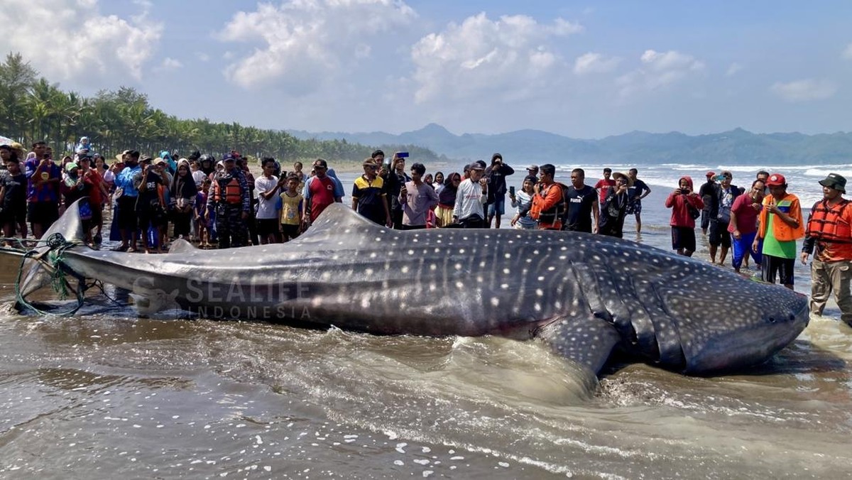 Kondisi RI Makin Parah, Hiu Raksasa Tabrak Pantai Jawa Berkali-kali