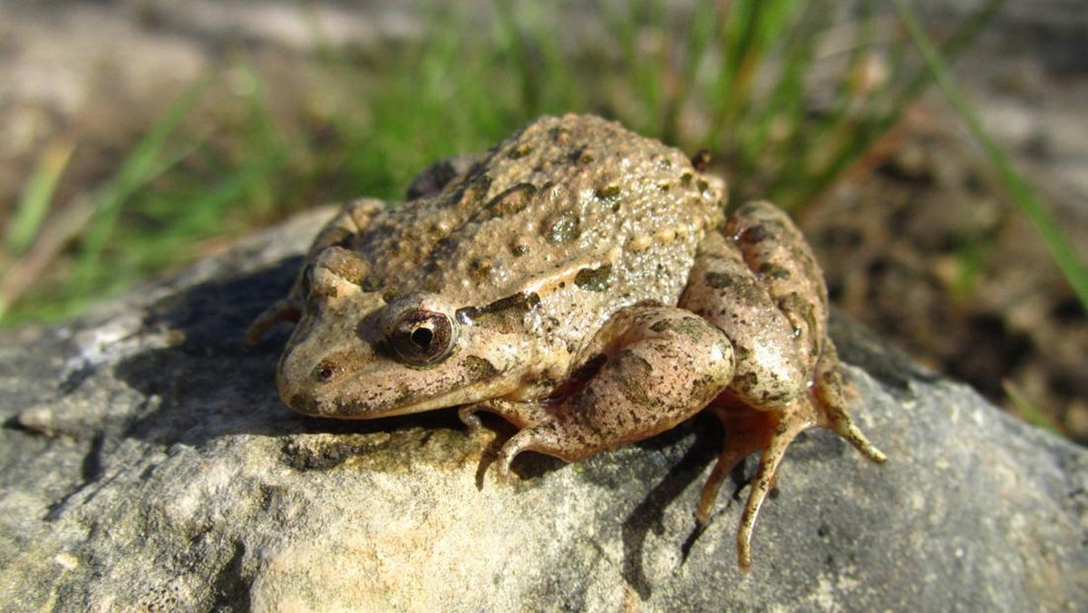 Perempuan Hamil Atau Tidak Terlihat dari Katak, Begini Cara Tahunya