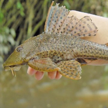 5 Bahaya Ikan Sapu Sapu untuk Kesehatan dan Ekosistem, Jangan Anggap Remeh!