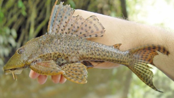 5 Bahaya Ikan Sapu Sapu untuk Kesehatan dan Ekosistem, Jangan Anggap Remeh!