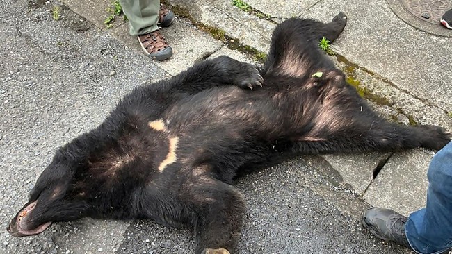 Nyaris 100 sekolah di Kota Utsonomiya, Jepang tutup usai sejumlah beruang keliaran di kawasan padat penduduk pekan ini.