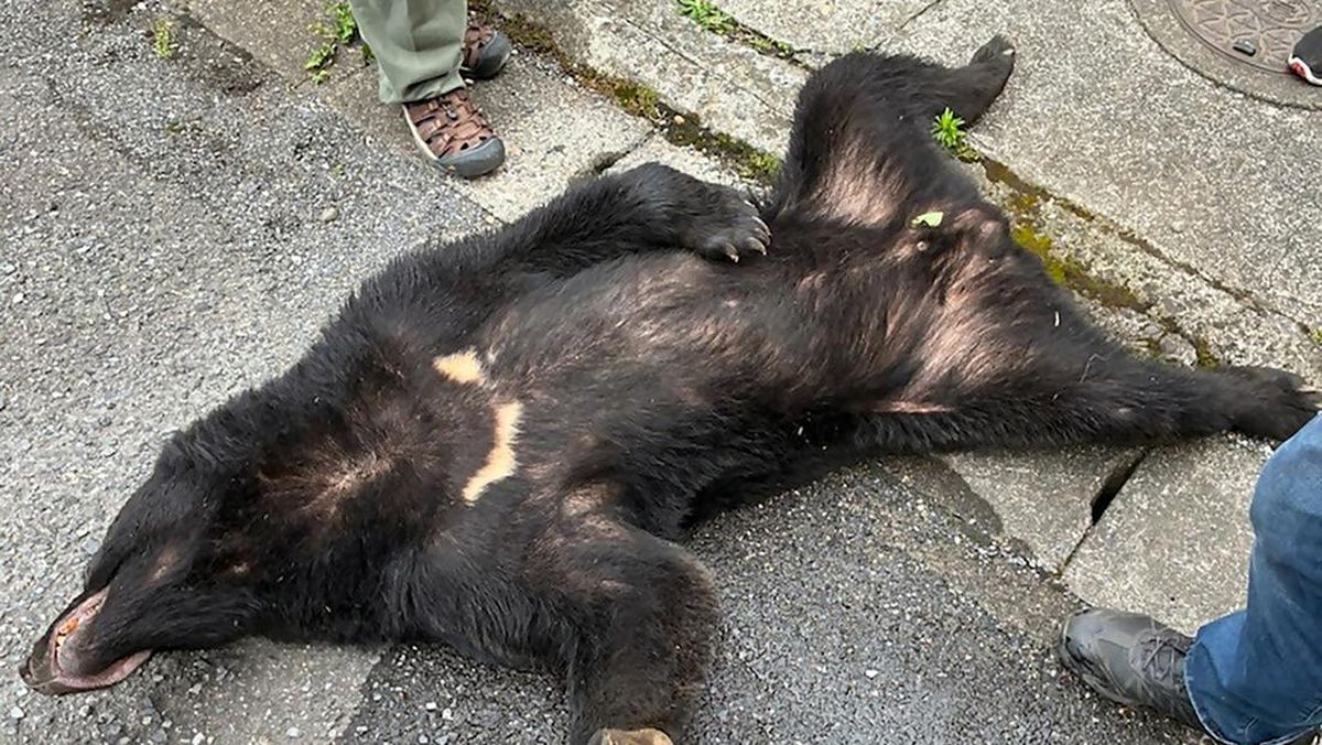 Hampir 100 Sekolah di Jepang Tutup usai Beruang Berkeliaran