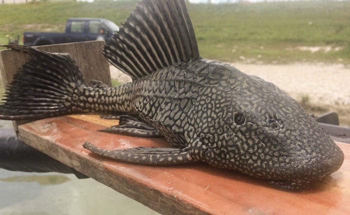 Ikan sapu sapu biasanya hidup di air yang tercemar sehingga sangat berisiko dagingnya terkontaminasi logam berat./ Foto: tpwmagazine.com