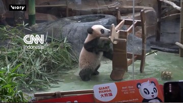 Debut Rio di Taman Safari Indonesia, Bikin Gemas Pengunjung