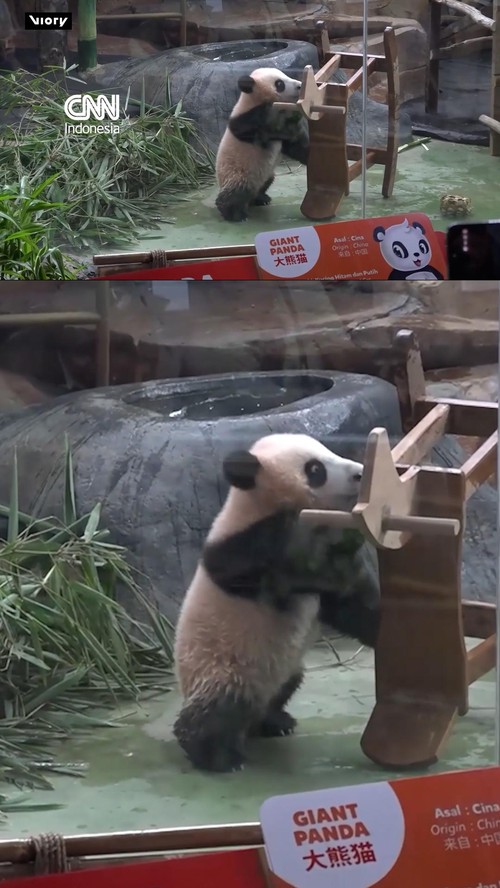 Anak panda raksasa pertama Indonesia yang bernama Satrio Wiratama tampil perdana di hadapan publik pada Selasa (9/6).