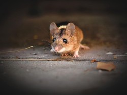 7 Tanaman Pengusir Tikus yang Efektif, Cocok Ditanam di Halaman Rumah!