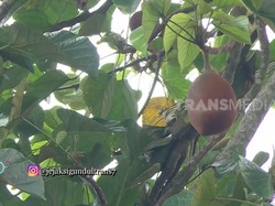 Asal-usul Idiom Mabuk Kepayang Ternyata dari Buah Ini