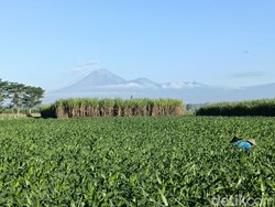 Gunung Semeru 18 Kali Erupsi, Tinggi Kolom Abu Capai 1.000 Meter