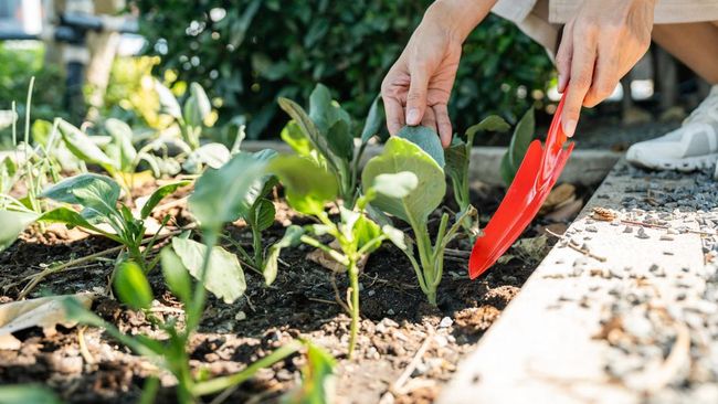 Cara Membuat Kebun Sayuran Di Rumah Untuk Menghemat Belanja Bulanan