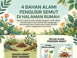 Infografis: 4 Bahan Alami yang Ampuh Basmi Semut di Halaman Rumah