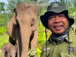 Mahout Terharu sampai Nangis Sambut Lahirnya Anak Gajah Sumatera di TNTN