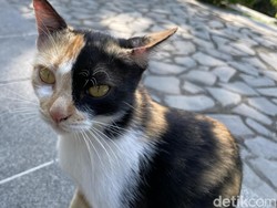 Kucing-kucing di Wisdom Park UGM Disebut Buangan, Begini Hasil Pantauan CCTV