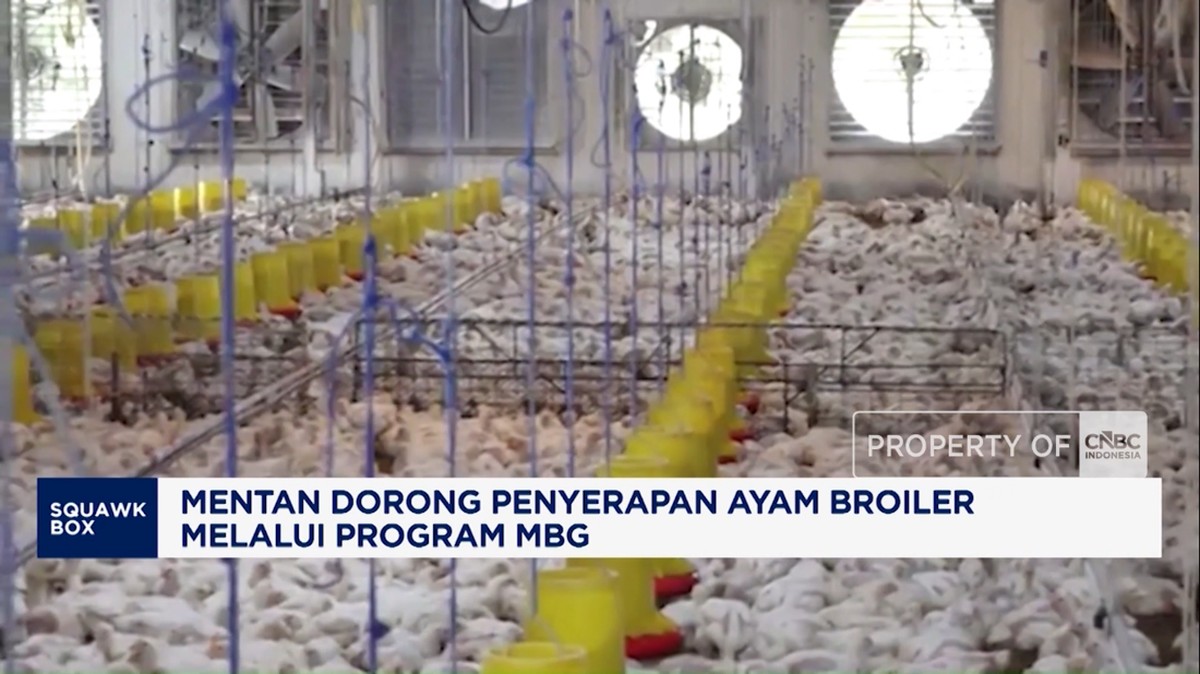 Video: Mentan Dorong Penyerapan Ayam Broiler melalui Program MBG