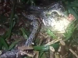 Wanita di Taliabu Tewas Ditelan Ular Piton 7,8 Meter Saat Pindahkan Sapi