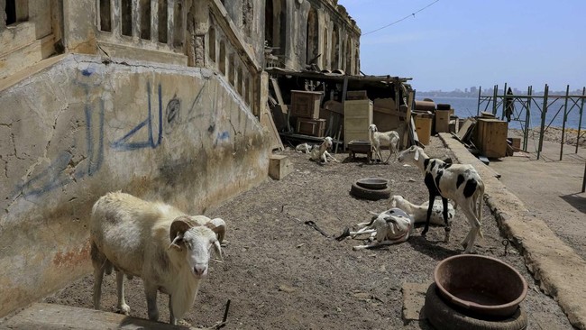 Goats stand by the sea on Goree Island, off the coast of Dakar, Senegal, June 10, 2026. REUTERS/Raghed Waked