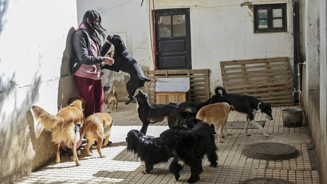 Silvia Paco, founder of the Adopta Amor pet shelter, plays with the dogs at her shelter as roadblocks around La Paz and El Alto disrupt food supplies, leaving her struggling to care for 48 dogs and other animals and relying on sporadic donations, in