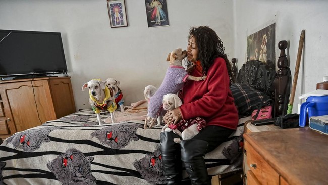 Silvia Paco, founder of the Adopta Amor pet shelter, plays with dogs at her shelter as roadblocks around La Paz and El Alto disrupt food supplies, leaving her struggling to care for 48 dogs and other animals and relying on sporadic donations, in La P