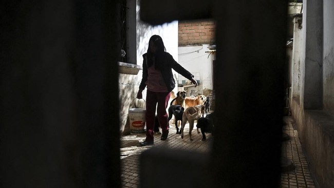 Volunteer Nancy Jimenez of the Adopta Amor pet shelter carries a bucket of water to clean the grounds as roadblocks around La Paz and El Alto disrupt food supplies, leaving the shelter struggling to care for 48 dogs and other animals and relying on s