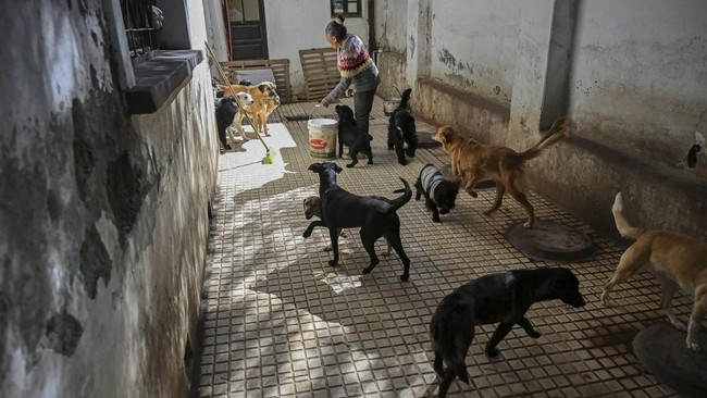 Volunteer Claudia Gutierrez of the Adopta Amor pet shelter plays with dogs at her shelter as roadblocks around La Paz and El Alto disrupt food supplies, leaving the shelter struggling to care for 48 dogs and other animals and relying on sporadic dona