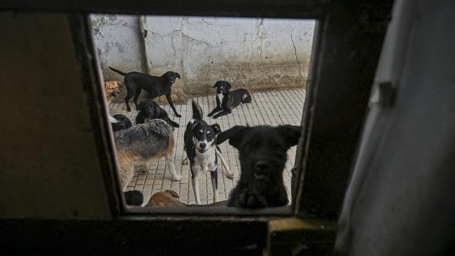 Rescued dogs at the Adopta Amor pet shelter wait for food outside the kitchen as roadblocks around La Paz and El Alto disrupt food supplies, leaving the shelter struggling to care for 48 dogs and other animals and relying on sporadic donations, in La