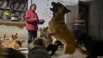 Silvia Paco, founder of the Adopta Amor pet shelter, feeds dogs at her shelter as roadblocks around La Paz and El Alto disrupt food supplies, leaving her struggling to care for 48 dogs and other animals and relying on sporadic donations, in La Paz, B
