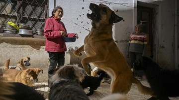 FOTO: Shelter Hewan Krisis Pangan, Akibat La Paz Dikepung Blokade