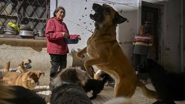Silvia Paco, founder of the Adopta Amor pet shelter, feeds dogs at her shelter as roadblocks around La Paz and El Alto disrupt food supplies, leaving her struggling to care for 48 dogs and other animals and relying on sporadic donations, in La Paz, B