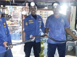 Geger Ular King Kobra 2 Meter Sembunyi di Tumpukan Tabung Gas Kios Sidrap