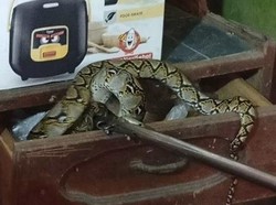 Bikin Kaget! Ular Sanca Sembunyi di Laci Dapur Warga Seruyan