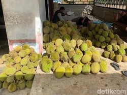 Banjir Durian Murah di Pangkalan Bun