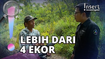 Highlight Dunia Hiburan InsertLive : Kronologi Bocah di Bogor Meninggal Dunia Akibat Diserang Anjing