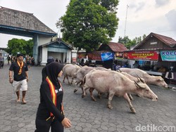 Jelang Kirab Malam 1 Suro, Keraton Solo Lepas 5 Kebo Bule