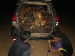 3 Pencuri di Kotim Kepergok Saat Muat 650 Kg Sawit ke Avanza