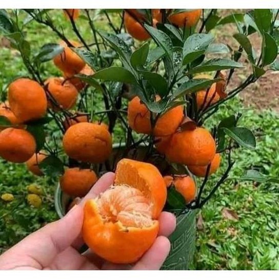 HaiBunda