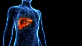 3D Illustration of Human Liver Anatomy