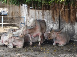 Lagi Birahi, 3 Kebo Bule Keraton Solo Terancam Batal Ikut Kirab Malam 1 Suro