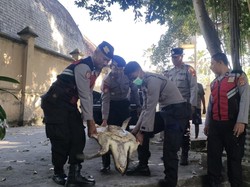 Penyu Lekang Terdampar di Saluran Irigasi Subak Gianyar